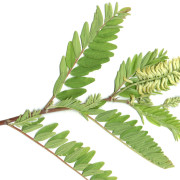 Astragalus